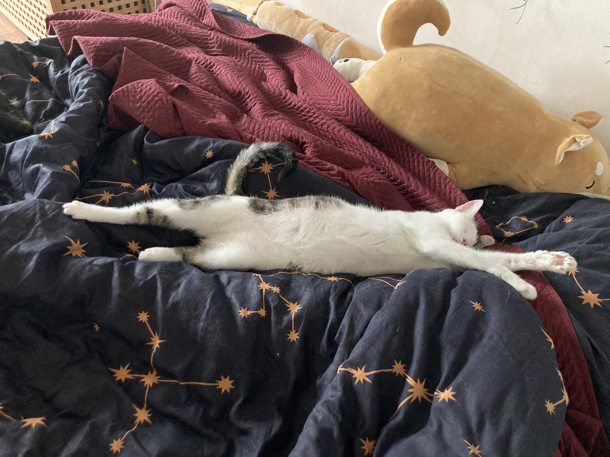 holyarso's tweet photo. @mcflurry_slut weird car Haku /i can only take a photo of him while he's sleeping or just woke up bc he's a menace to society/
and distinguished gentleman Shishka https://t.co/VkZh2NKayu