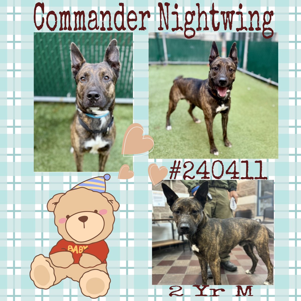 Quinnqueens's tweet image. 🧸 Commander Nightwing 🧸
#240411 #MACC 2 Yr M
Listed TBK 11/25 #RescueOnly
Commander is breathtaking, his markings are amazing. Social &amp;amp; treat motivated. Reactive 2 dogs while leashed &amp;amp; 2 some people. Help him build trust, kids 13+ #Foster #Pledge4Rescue
nycacc.app/browse/240411
