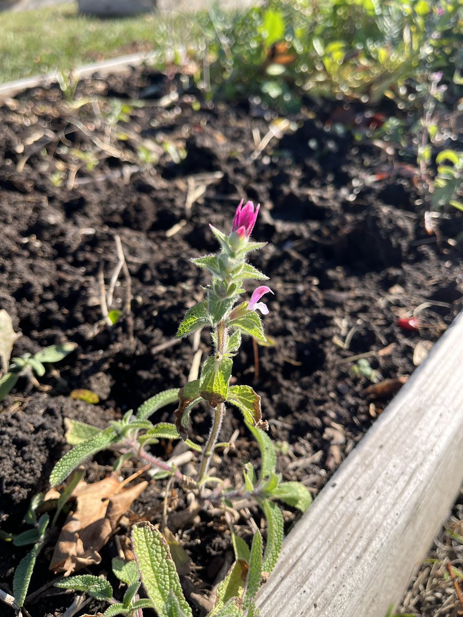 Kelly Rawlings, MPH, PWD tweet media