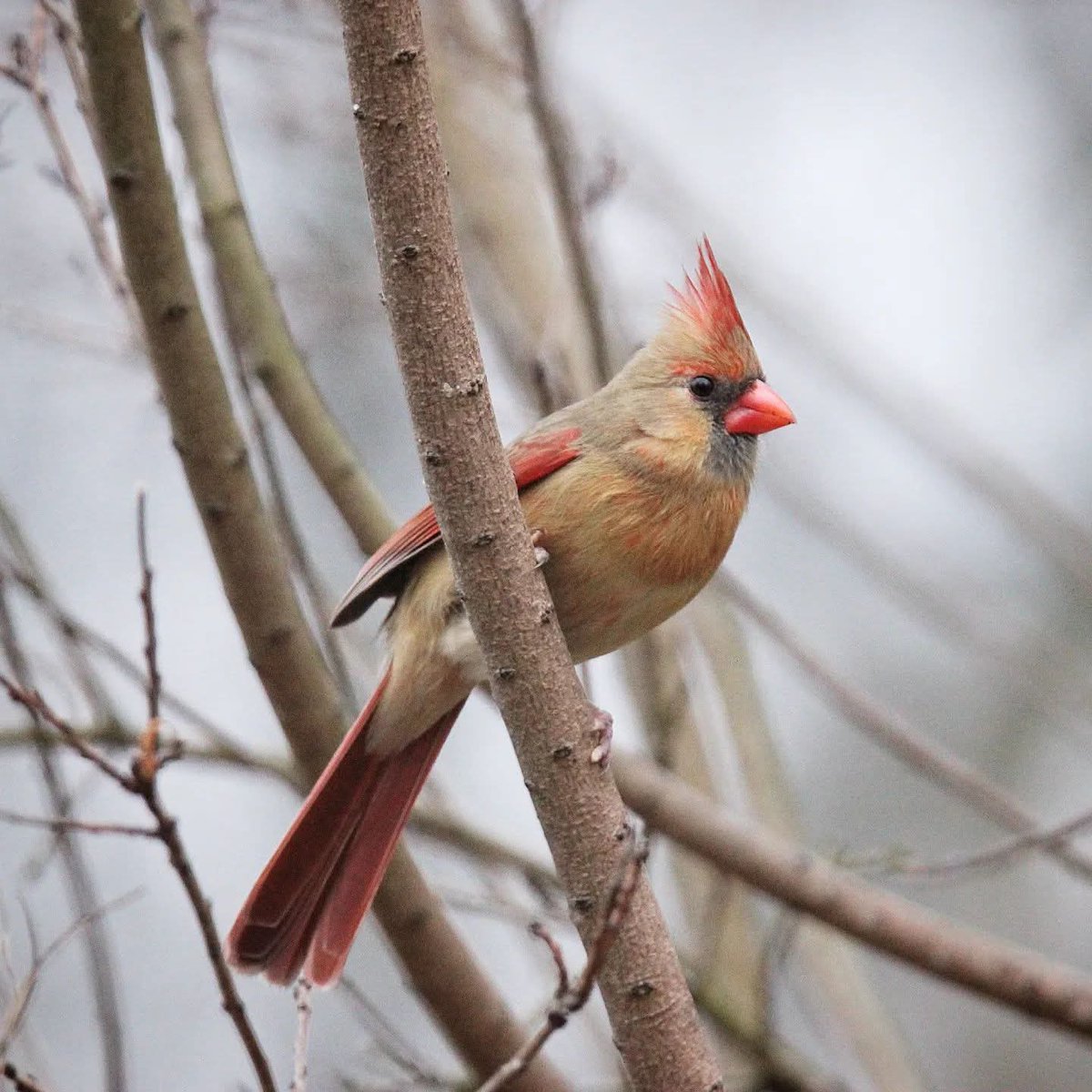 birdhouse_love's tweet photo. Happy Sunday from Mrs. Cardinal!
#mrscardinal #cardinal #cardinals #femalecardinal #femalecardinals #birding #ohiobirding #ilovebirds #ohiobirdworld #iloveohio #ohio #ohiobirdingphotography #ohiobackyardbirding #ohiobirds https://t.co/1pzULXhrSl