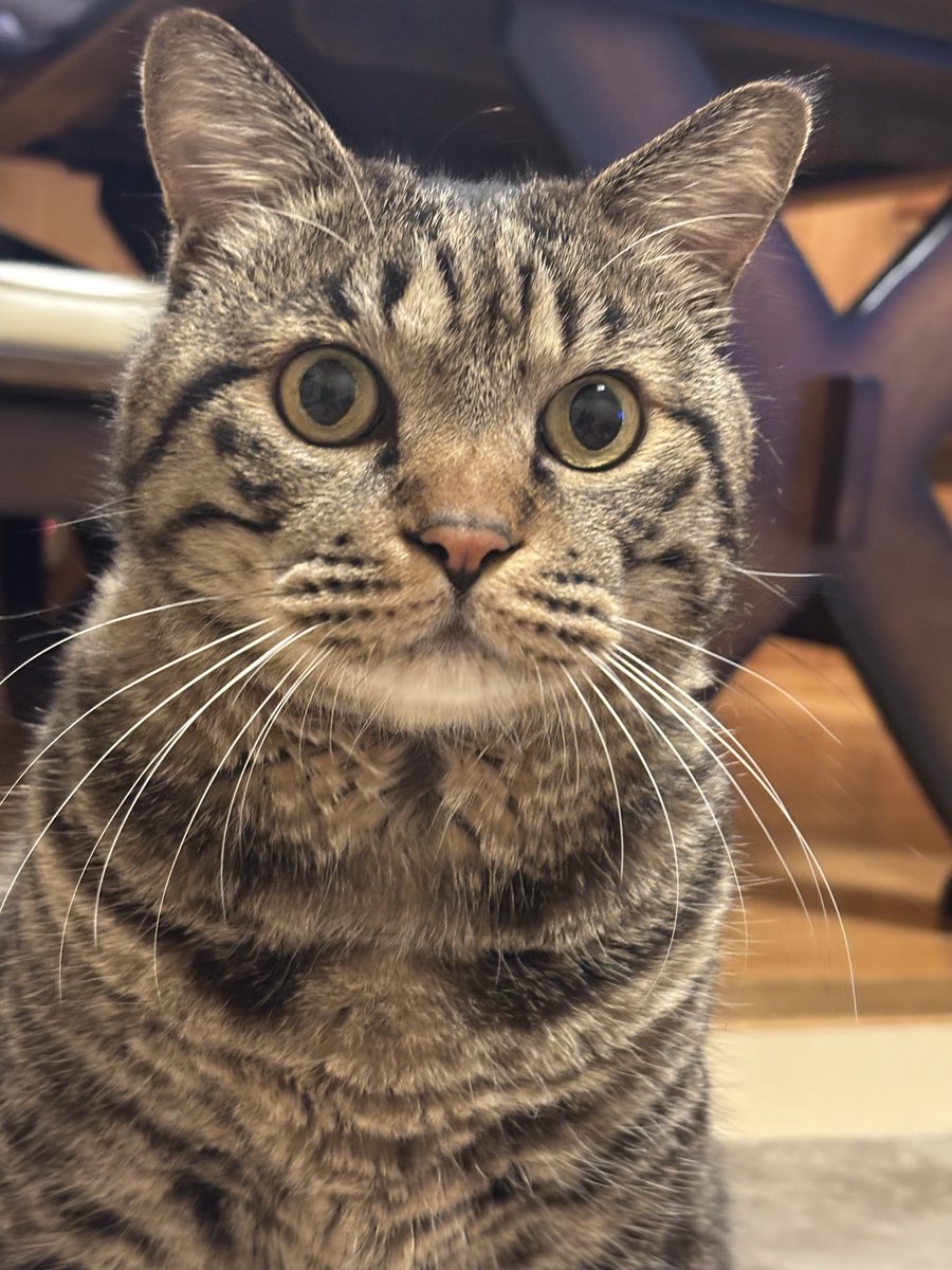 キジトラ虎三郎 (@TH82624015) / Posts / X