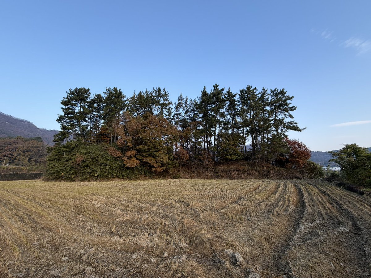 BackInMusashi's tweet image. 全羅南道康津郡 永波里古墳とその近くの立石。前方後円墳候補の一つ。全長67m、高さ7mで近くで見ると思ったより大きい。