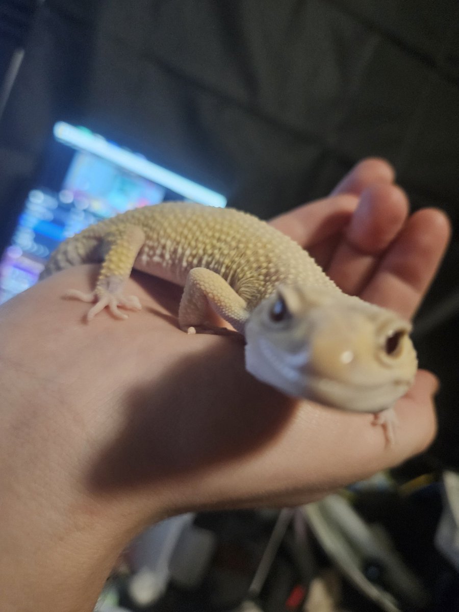 Toothless_gecko's tweet photo. Hey, do you come here often https://t.co/EqAaXkPGJx