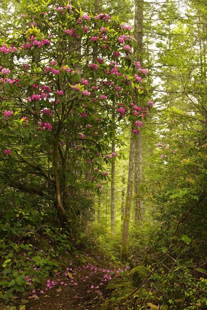 Verschwiegene Liebe

Über Wipfel und Saaten
In den Glanz hinein –
Wer mag sie erraten,
Wer holte sie ein?
Gedanken sich wiegen,
Die Nacht ist verschwiegen,
Gedanken sind frei.

Errät es nur eine,
wer an sie gedacht,
Beim Rauschen der Haine,
Wenn niemand mehr wacht,
Als die