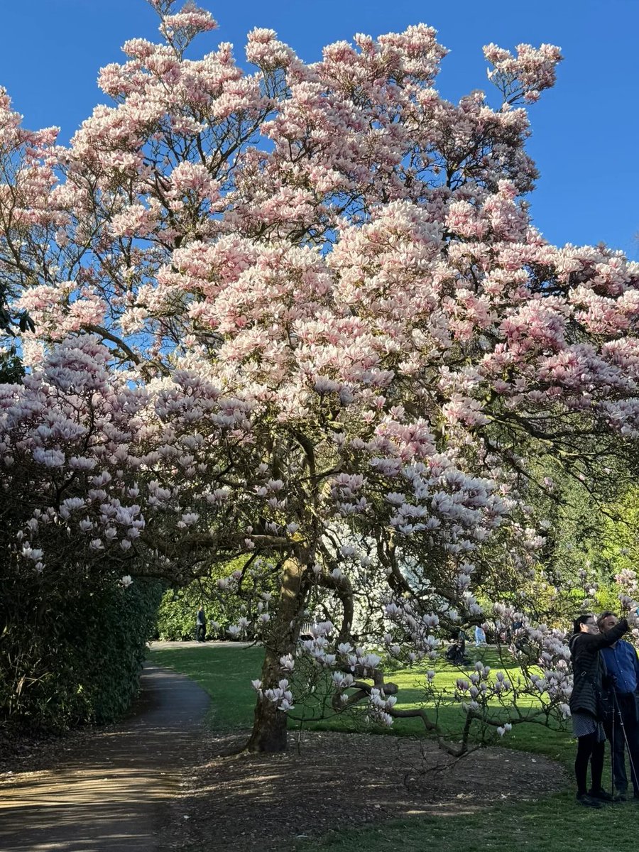 Hampstead Heath, my favorite spring outing spot in London 🧺🌼