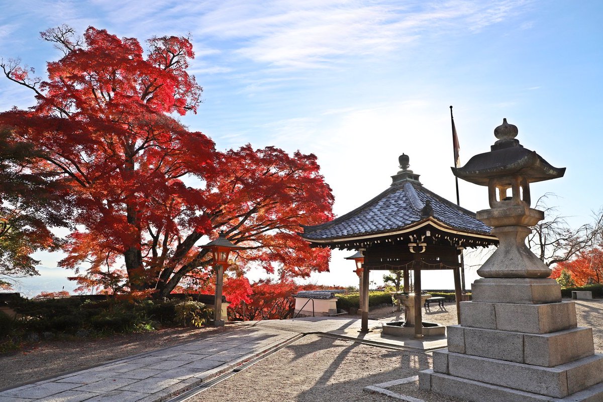 令和7年11月23日朝の様子です。 釈迦堂前では見頃の紅葉の中、国旗を