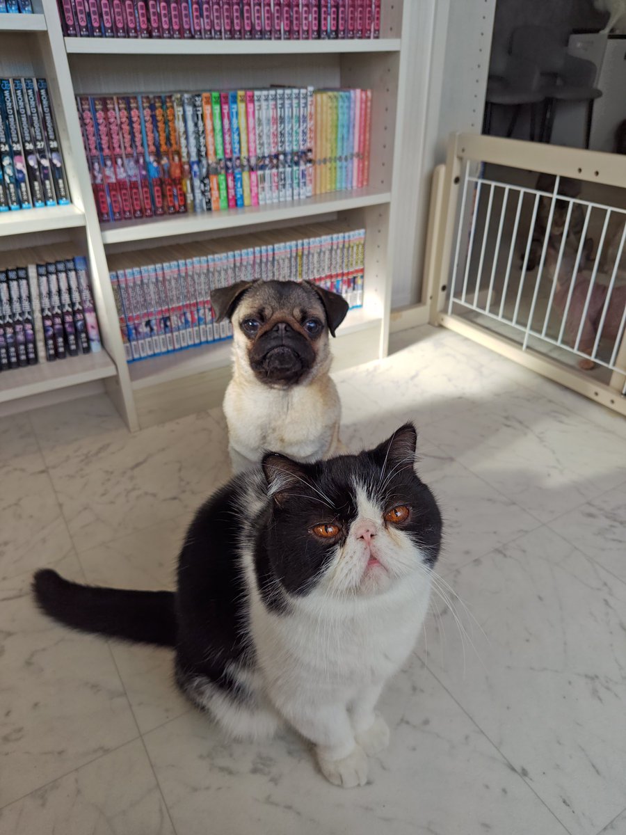 猫Cafeごろにゃん (@goronyans_y) / Posts / X