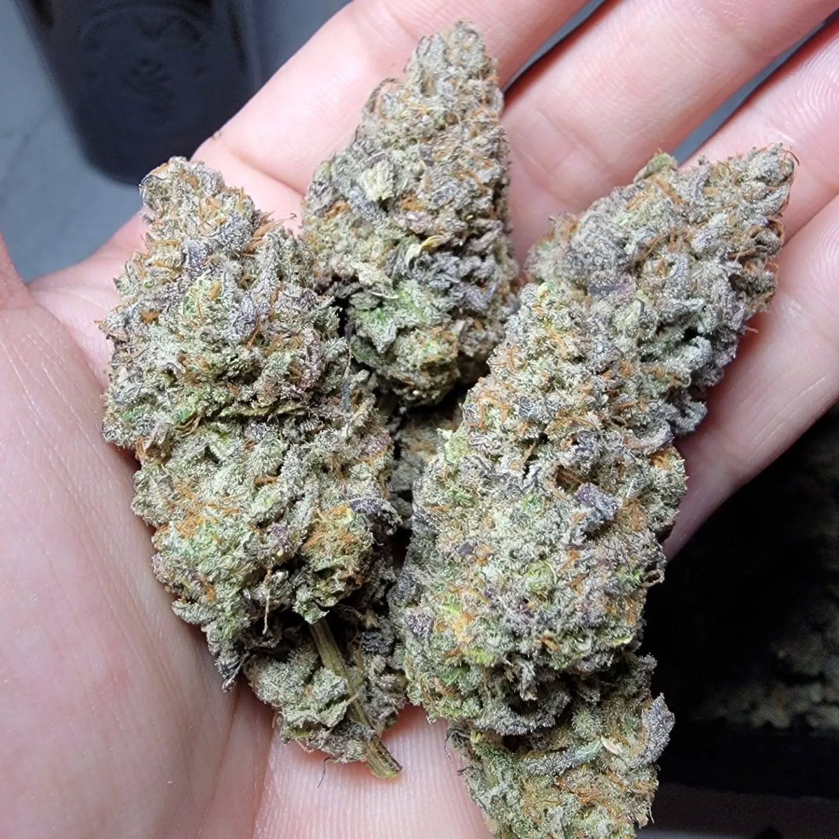CaliCorner1's tweet photo. Nug shots from few runs. https://t.co/nQjOoLjqsi