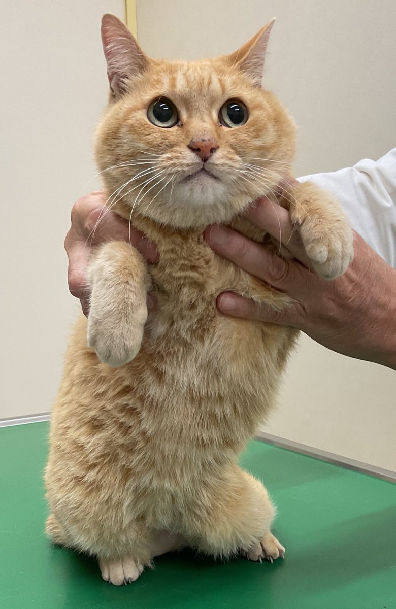 kurimotoah's tweet photo. 本日、患者様が猫ちゃんを拾ったと来院されました。

年齢　推定3〜8歳
性別　オス(去勢済)
マイクロチップなし

尾は短くおとなしい子です。
小平市鈴木町1丁目フェアリーテニスコート付近で保護されました。お心当たりの方は当院までご連絡ください。

#迷子猫 https://t.co/745M7rGzTj