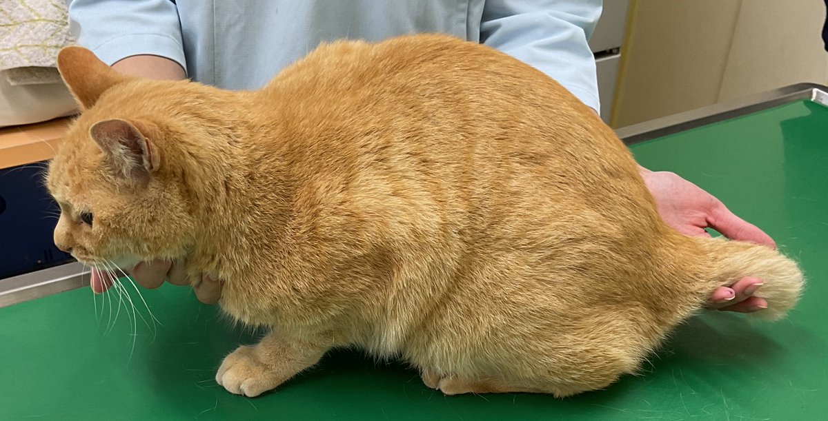 本日、患者様が猫ちゃんを拾ったと来院されました。

年齢　推定3〜8歳
性別　オス(去勢済)
マイクロチップなし

尾は短くおとなしい子です。
小平市鈴木町1丁目フェアリーテニスコート付近で保護されました。お心当たりの方は当院までご連絡ください。

#迷子猫