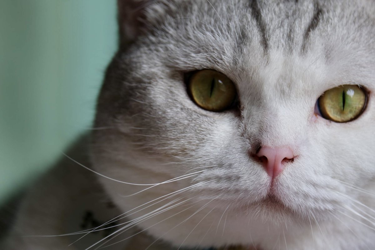 diamond_is_cat's tweet photo. My handsome kiddo 🐱🤍
ผมไม่ได้อ้วน แค่ขนฟู..
.
.
#Scottish #catlover #ทาสแมว https://t.co/kc6b1pb7tI