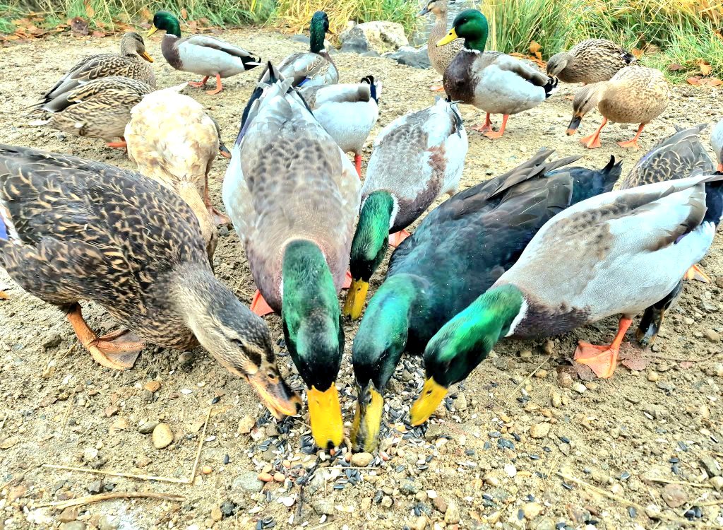 julie 💭 tweet media