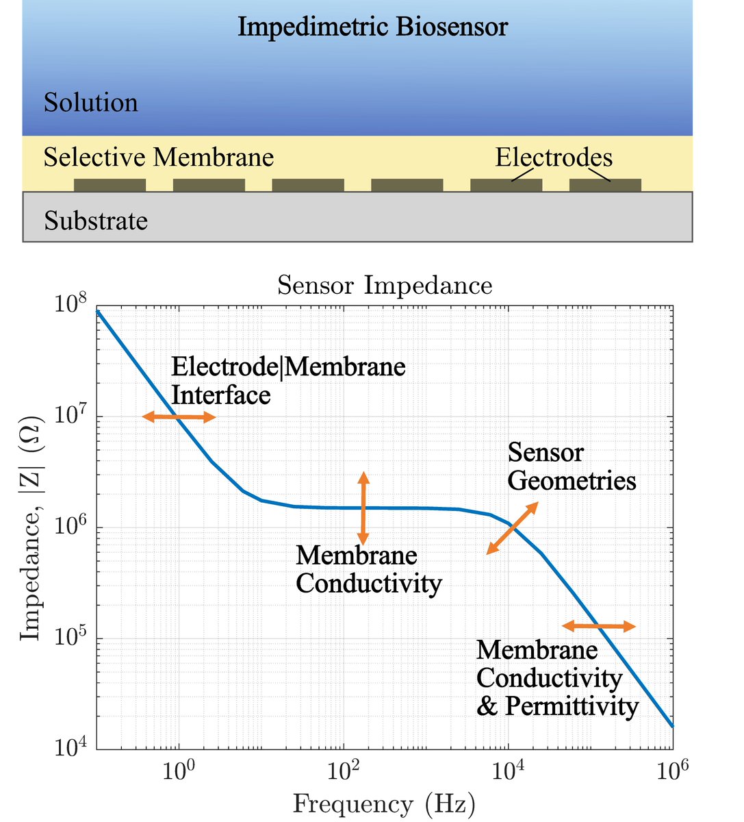 Biosensors_MDPI's tweet image. 📣Call for Reading:

#Article
Electrochemical Impedance Spectroscopy for Ion Sensors with Interdigitated Electrodes: Capacitance Calculations, Equivalent Circuit Models and Design Optimizations

by Eva Korek, et al.
mdpi.com/2079-6374/14/5…

#EIS #IonSensor #electrodes #mdpi