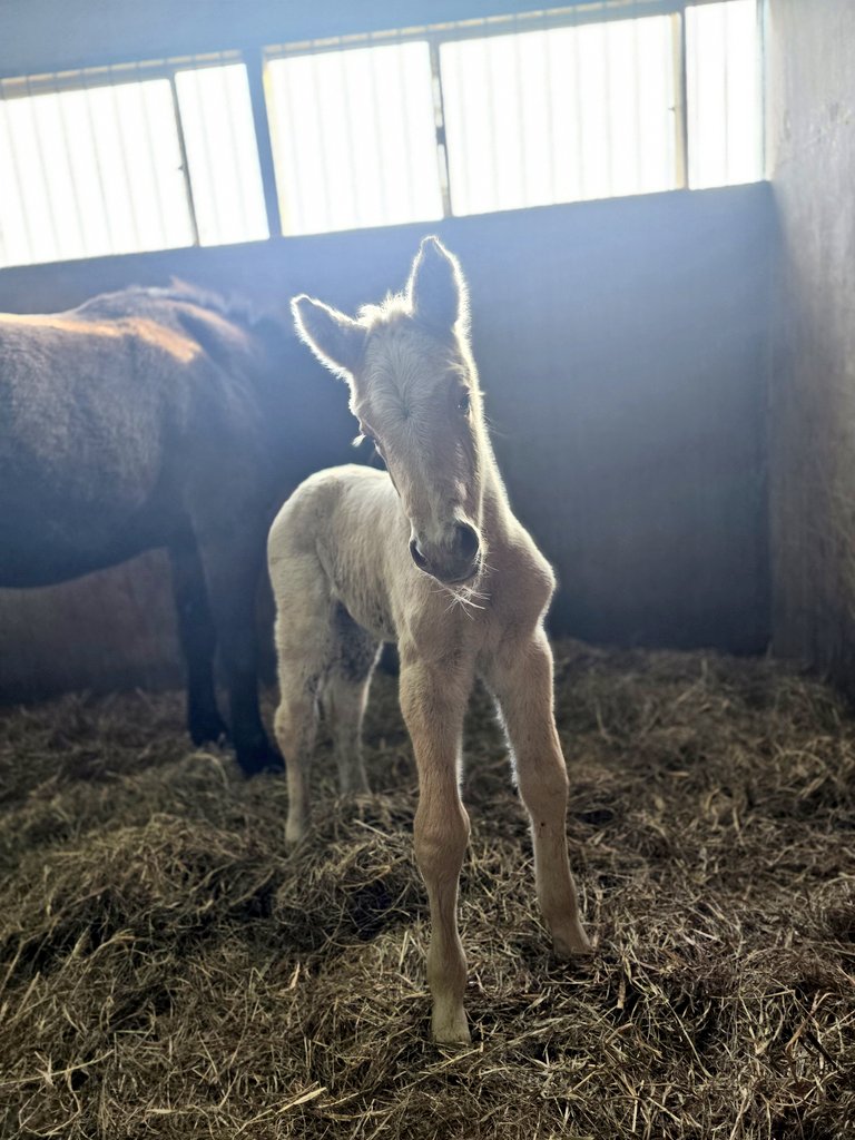 なんかね…デカイの…
脚が浮腫んでるのか、太いのか
わからないけど太いし

なんとなく、過去最大の馬な気がするw
