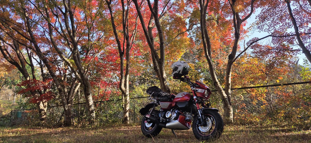 赤く染まる紅葉ツー🍁
 #モンキー125  #紅葉2025