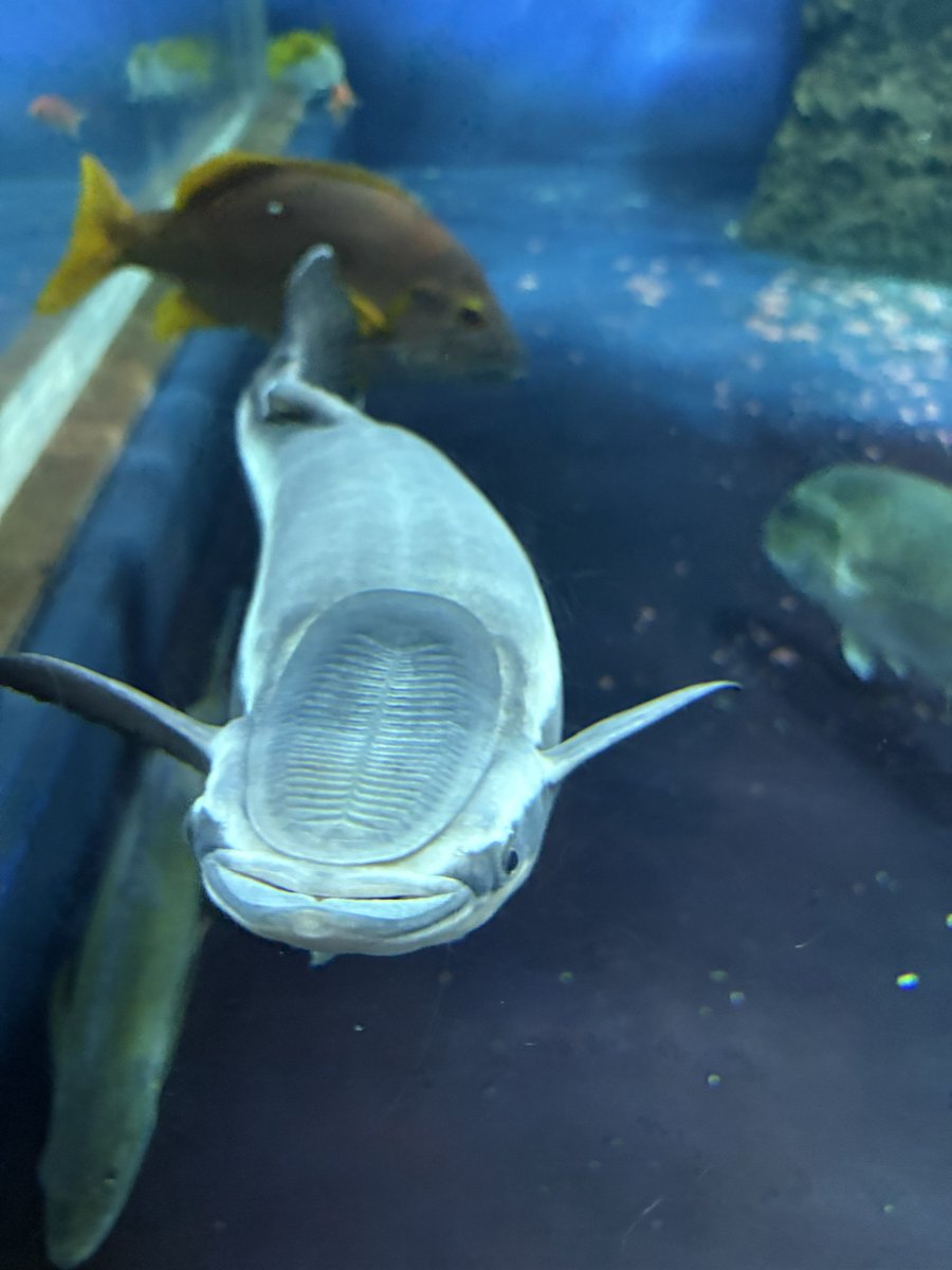 うおおおコバンザメ