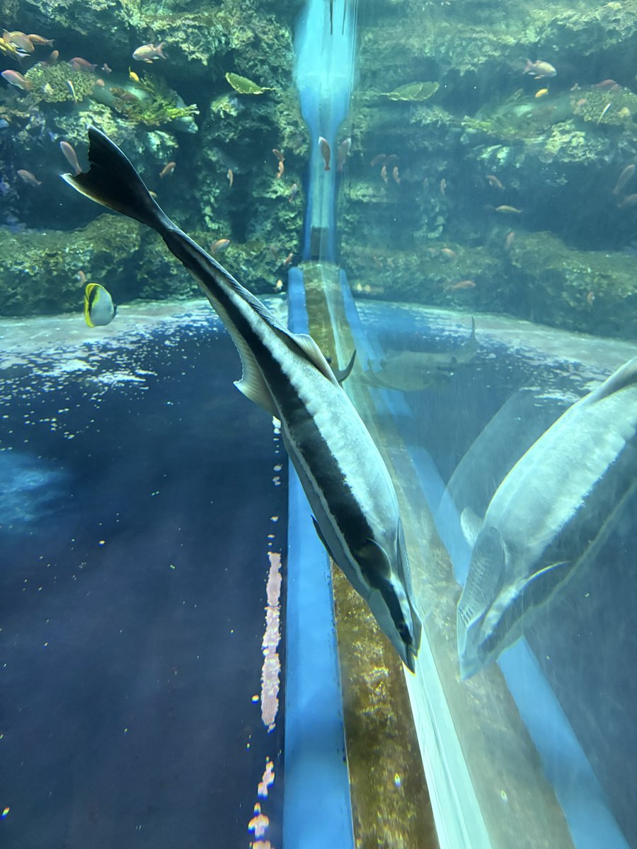 うおおおコバンザメ