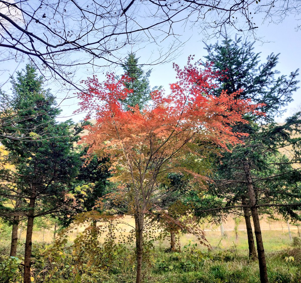 당신은 오늘 하트 단풍나무를 보았습니다
1228초 이내 알티할시 잠뜰이 행복해지고 당신이 행복해짐//