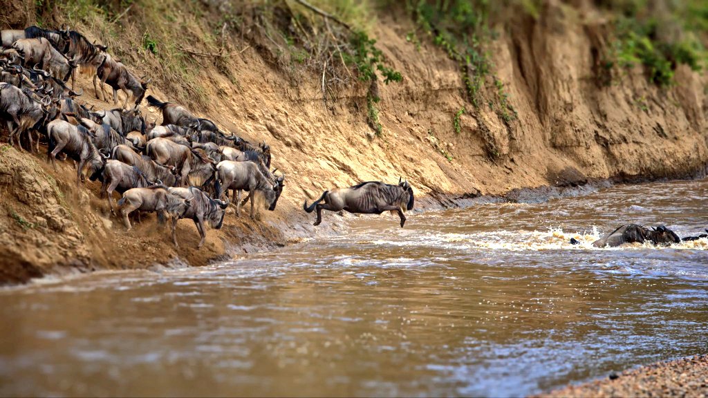 The fight to save the 8th Wonder of the World; Maasai Mara ecosystem against hotels like <a href="/RitzCarlton/">The Ritz-Carlton</a> <a href="/Marriott/">Marriott Hotels</a> and Many others which are established in Wildlife corridors which is interfering with their existence is still on. The Demand is simple, Demolish the hotels &amp; camps.