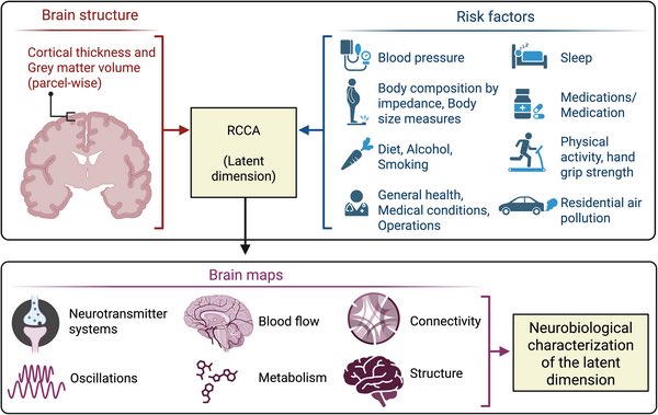 ENERGY888FM's tweet image. 🧠 How Body Health Shapes Your Brain

Recent studies show that cardiometabolic health (heart, blood sugar, and metabolism) and physical fitness influence brain structure and neurotransmitter systems.

This means that maintaining a healthy lifestyle—through exercise, balanced…