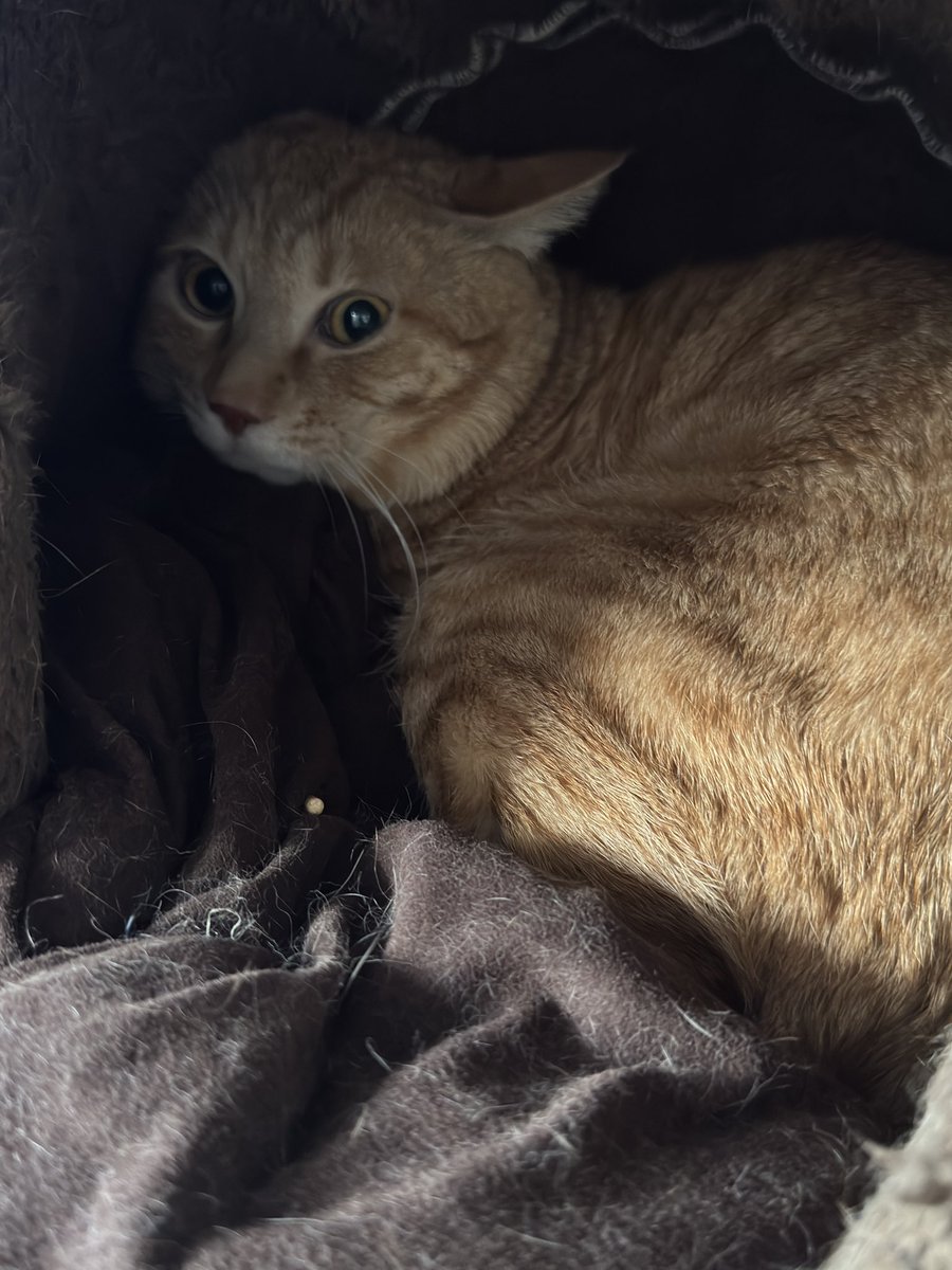 BRADIO_STYLE's tweet image. 無事ご近所FPP送って帰ってまいりました😌🚗
郡山から約3時間🕺💃
帰りに佐野ラーメン🍜食べまして。
えま🐈迎えにきたらコレですよ…
すみませんでした🙇‍♂️
めっちゃ楽しい2日間でしたー🫡
912キロの旅終わっちゃった🥲
#BRADIO
#FUNKFIRE
#FPP
#仙台
#郡山
#ありがとう