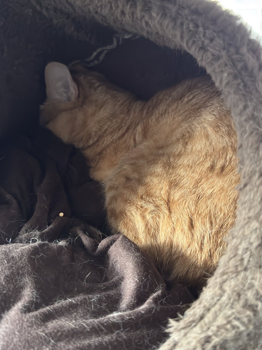 BRADIO_STYLE's tweet image. 無事ご近所FPP送って帰ってまいりました😌🚗
郡山から約3時間🕺💃
帰りに佐野ラーメン🍜食べまして。
えま🐈迎えにきたらコレですよ…
すみませんでした🙇‍♂️
めっちゃ楽しい2日間でしたー🫡
912キロの旅終わっちゃった🥲
#BRADIO
#FUNKFIRE
#FPP
#仙台
#郡山
#ありがとう