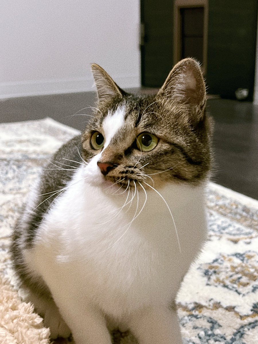 nekokawaii1214's tweet image. ﾏｽﾞﾙぷっくり