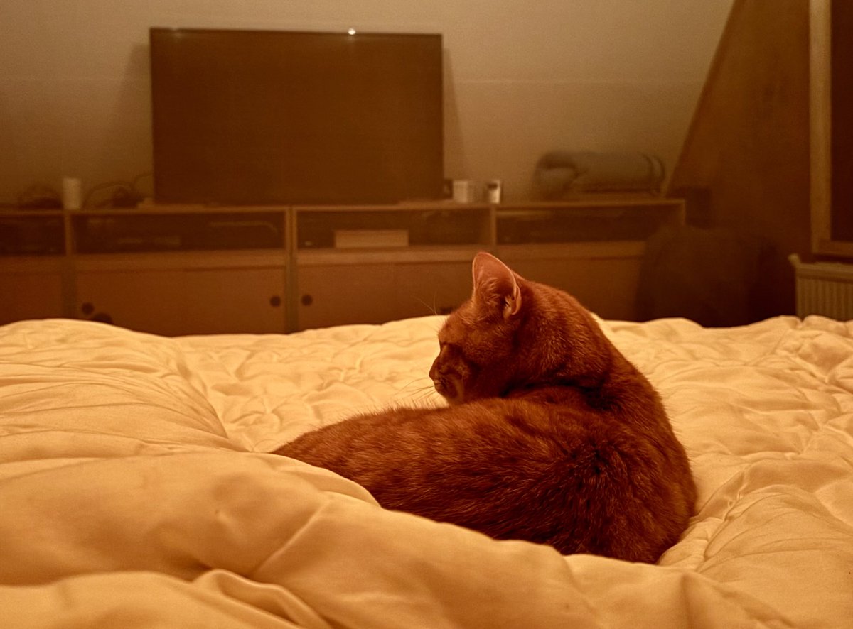 Tammar 🐦 tweet media