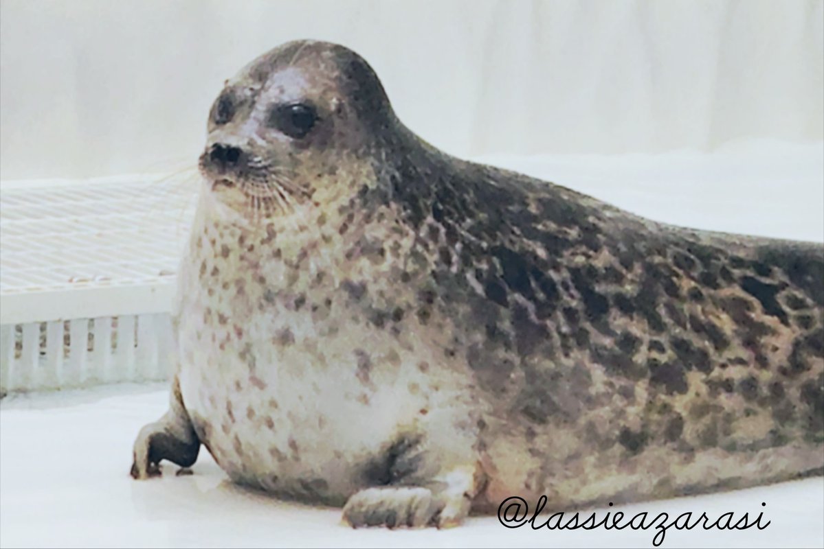 lassie99289125's tweet image. ユキちゃん Yuki
 #海遊館  #アザラシ  #seal
