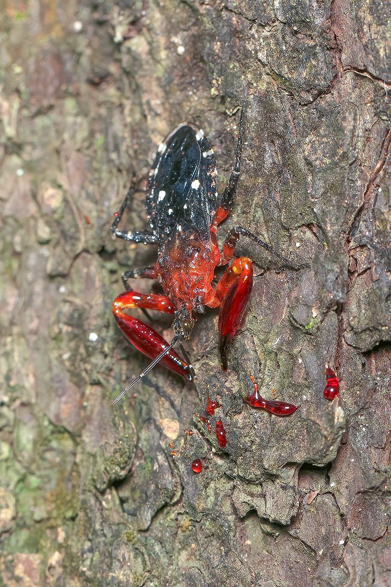 Tree resin assassin bug (Amulius sp.) #insect #assassinbug #animal #NaturePhotography #nature #bug