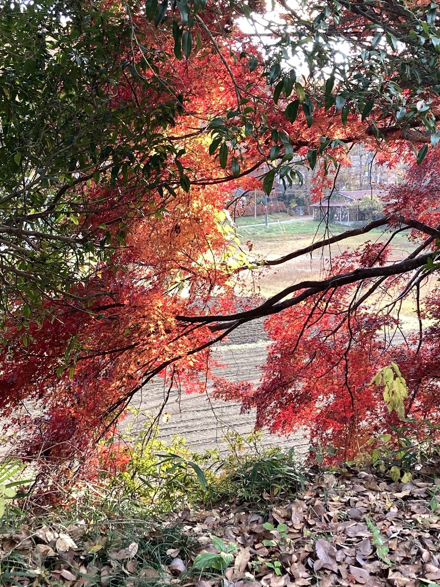 イガイガ (@yugaiga2) on Twitter photo 