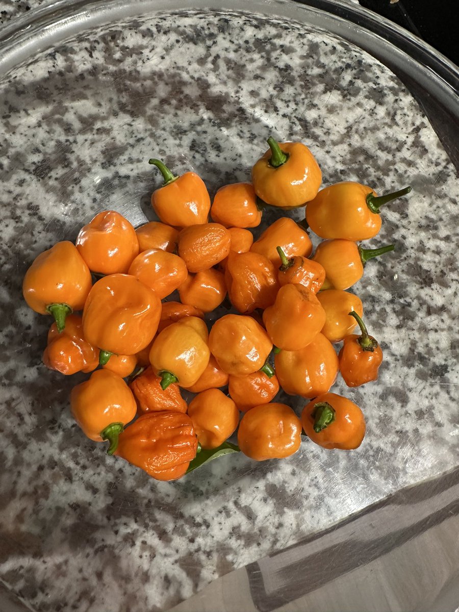 Look at my peppers that I grew! Habaneros and jalapeños were the first ones ready, but there is like 5x this much left. Idk what to do with them all.