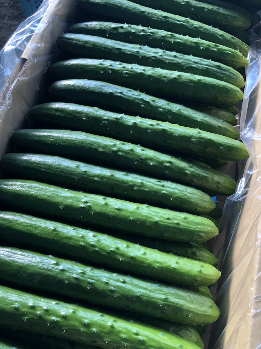 石垣将徳@きゅうり農家 tweet media