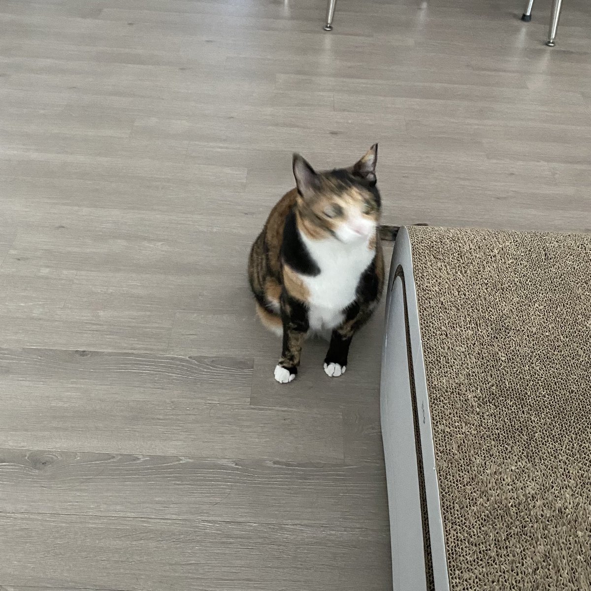 grapefruit_pk's tweet image. 앗 케이스 잘못 주문함
그래도 귀여우니 만족 o‸ᓂ