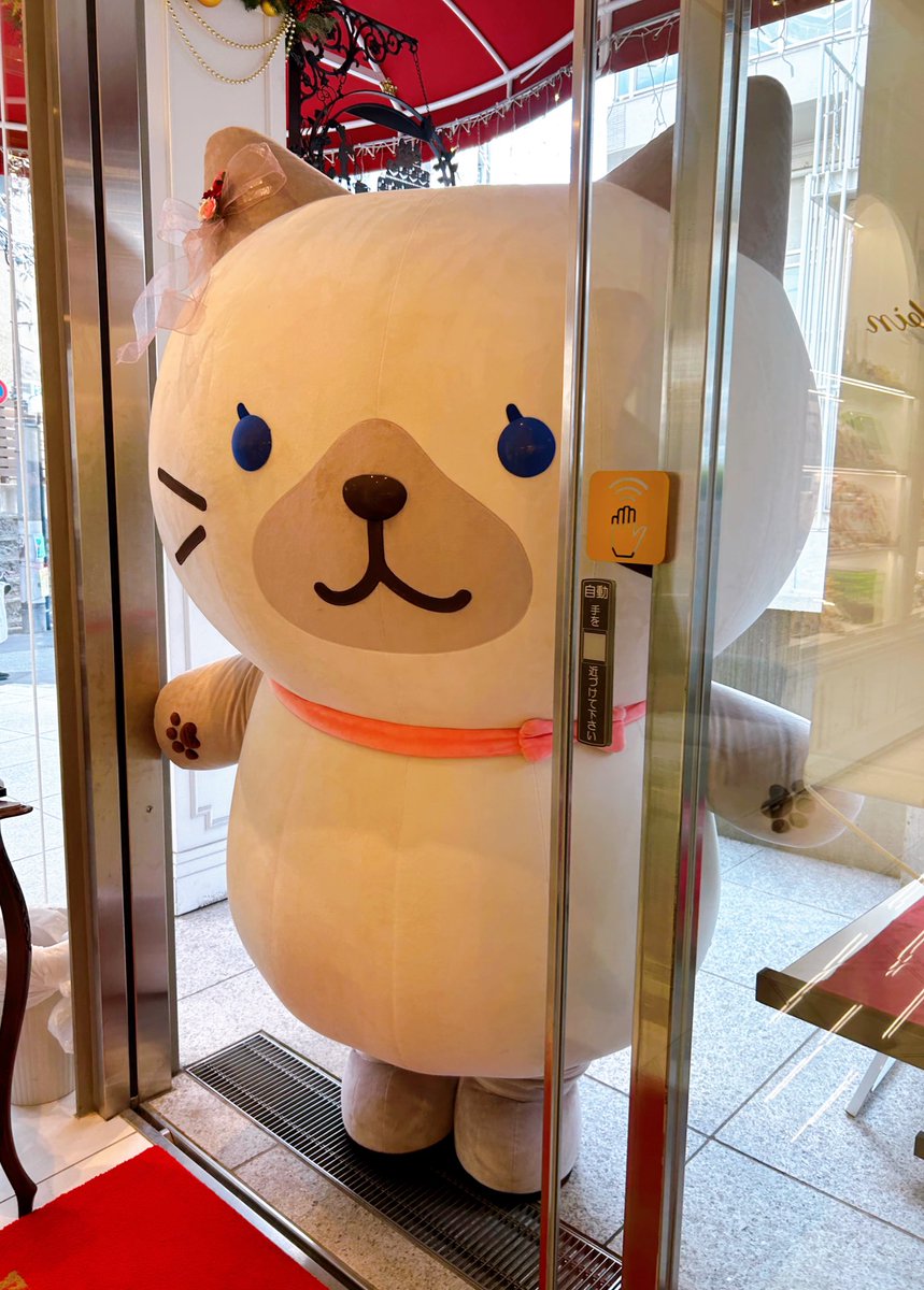 harajukumiccolo's tweet image. シャーシャさんの入店の瞬間をぱちりはにぃ(*≧∀≦*)

本日のご来店、まだまだお待ちしておりますはにぃ！

#ふくふくにゃんこ