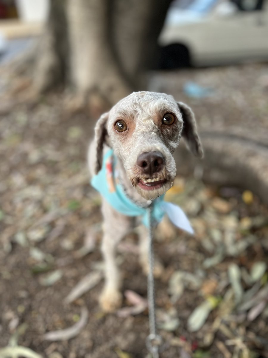 Mañana les daríamos la noticia sobre la  adopción de Ramoncito,pero nos acaban de escribir que siempre ya no porque ya adoptaron un perrito más alegre que él.

Como si Ramoncito tuviera la culpa de haber sufrido tanto en la calle.😔

Y sí,llenaron contrato,lo conocieron y se
