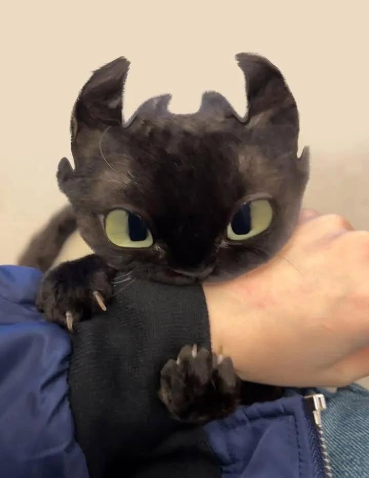 TheCatsX's tweet image. I see no difference