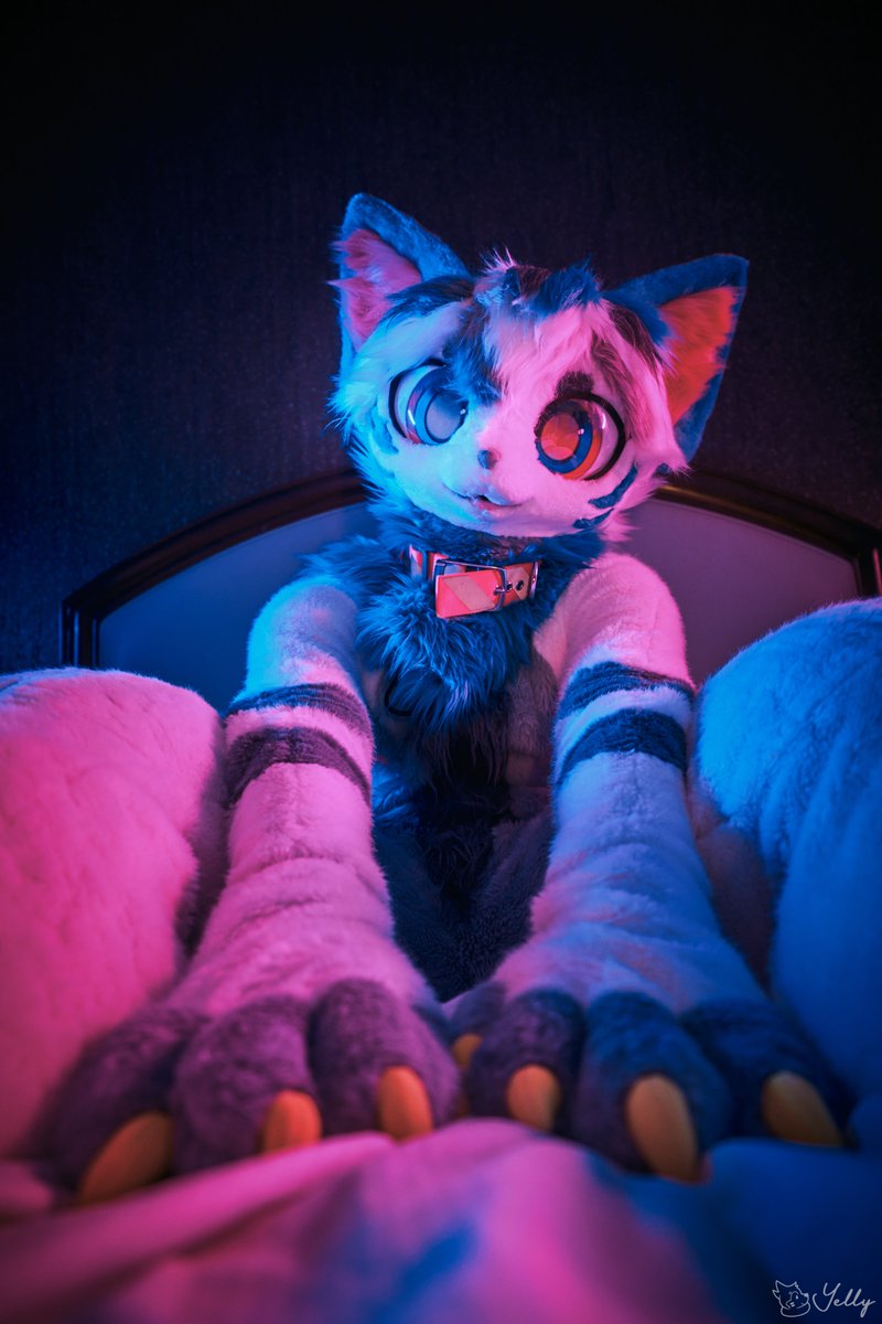 Cat on your bed :3 📸:<a href="/yellyXP/">YellyXP</a> #FursuitEverday #kemono