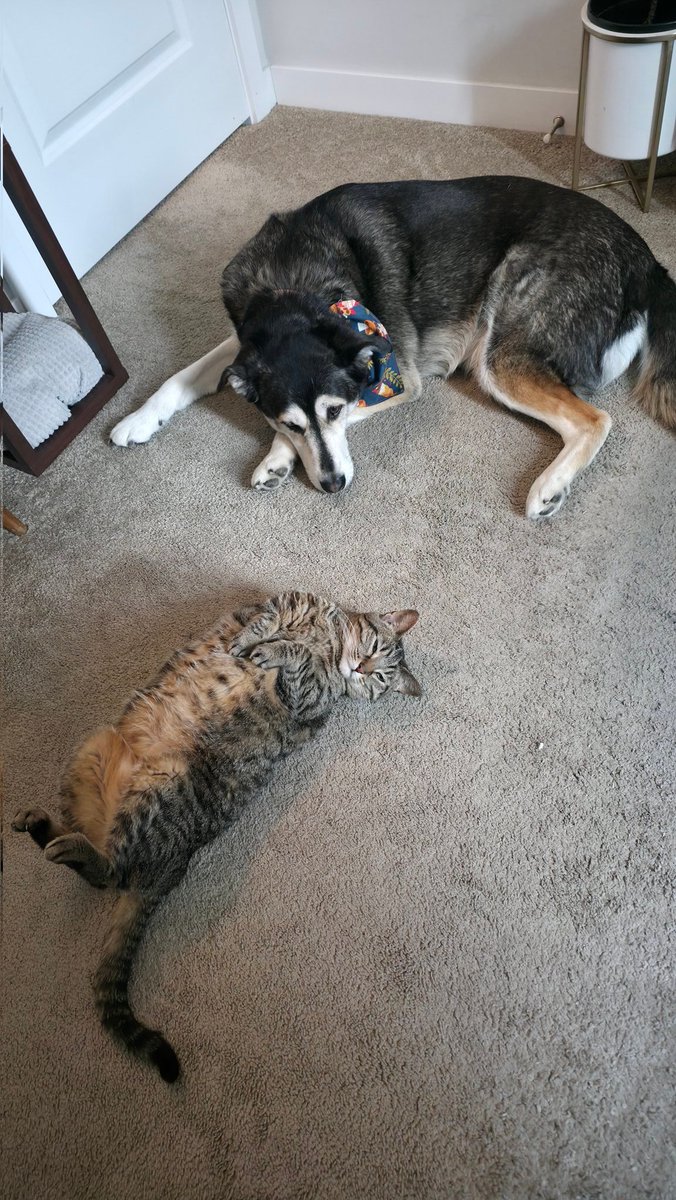 Curt_Magert's tweet photo. @allyparser I got a cat that wants attention and a dog who is very good at looking sad 😂 https://t.co/qINtBlvnqG