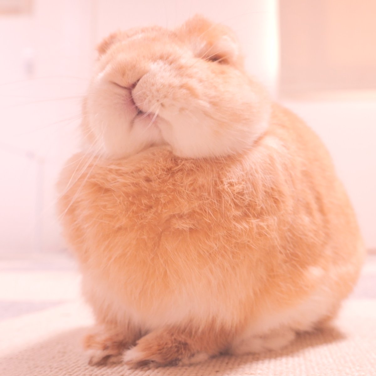 すーんすーん (@zoomzoom880) / Posts / X