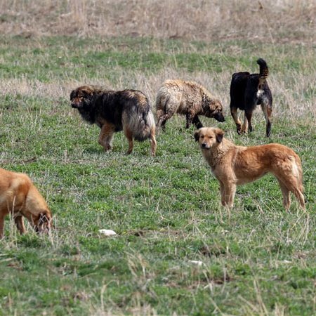 bosunatiklama's tweet image. SON DAKİKA | İstanbul&apos;da sokak köpeklerini &apos;kontrolsüz şekilde&apos; beslemek yasaklandı.