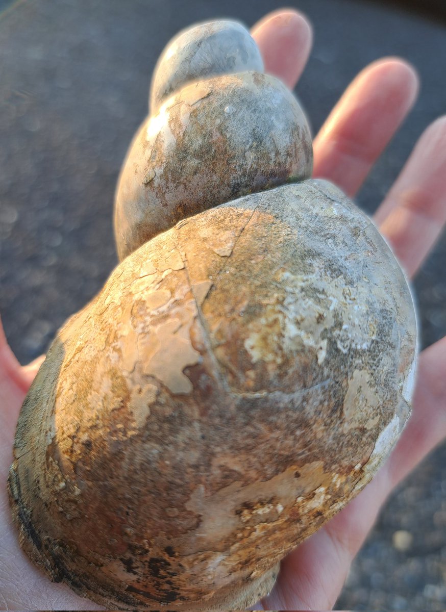 towaainutronica's tweet image. 大きな貝🩶
左は黒曜石器作りの匠に昨日いただきました
今晩のおかずはこれにするか！
#化石 #Fossil #貝化石