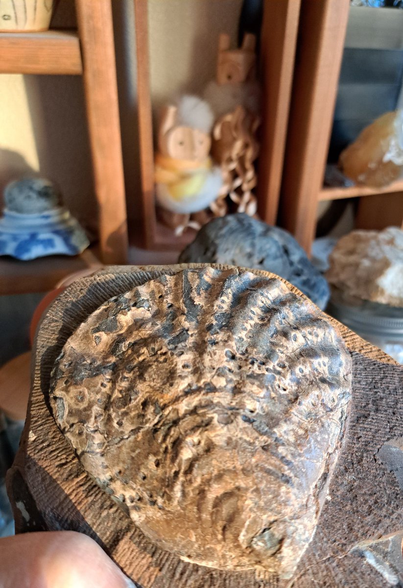 towaainutronica's tweet image. 大きな貝🩶
左は黒曜石器作りの匠に昨日いただきました
今晩のおかずはこれにするか！
#化石 #Fossil #貝化石