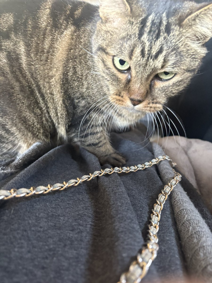 膝の占拠が早いです姫様