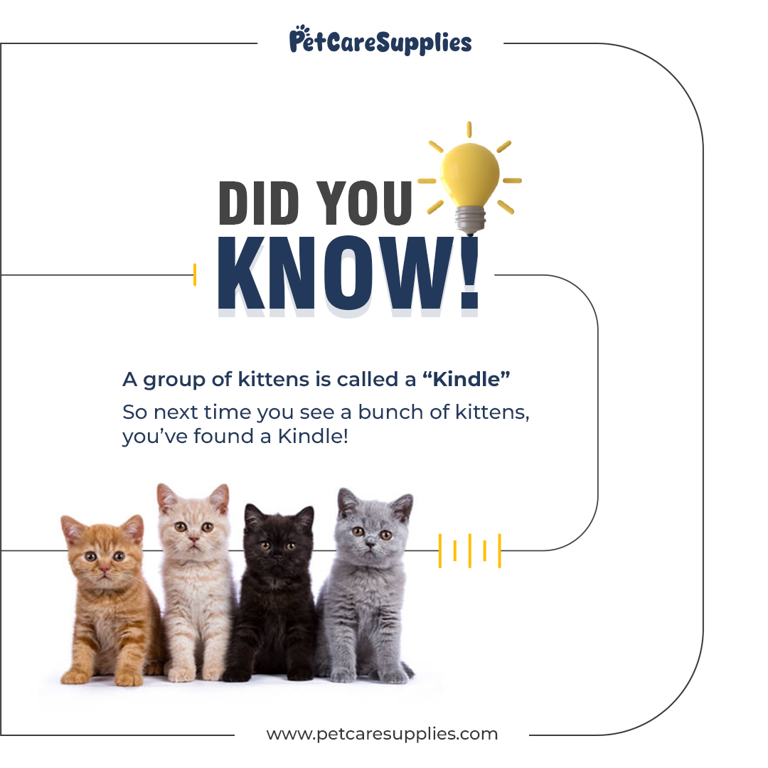 petcaresupply's tweet image. This Kindle comes with purrs, not pages.📚😺

#PetFacts #CatVibes #KittenCrew #PetCareSupplies #MeowLife