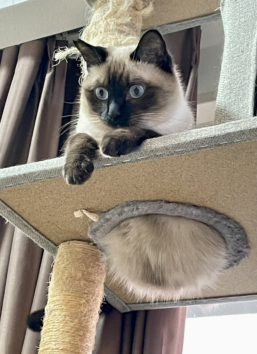 sarami_0724's tweet image. いつもよりお腹が冷えることに疑問を感じている猫😂