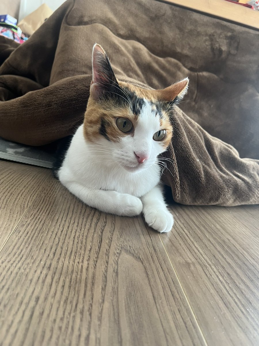 noyumoa's tweet photo. 可愛すぎる
 #ねこ  #猫のいる暮らし https://t.co/37ftDO44wx