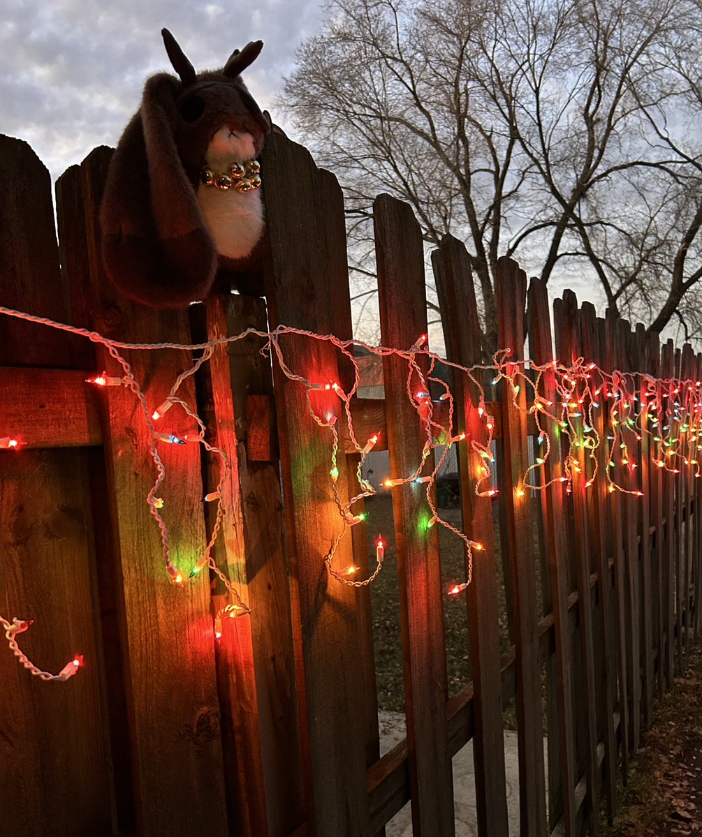 cloudfox17's tweet image. Frostbite decided to help put up the Christmas lights since the weather was so nice. Snow is coming this week so it was a good day to be outside. He is a good companion for decorating. 

@PlushieDreadful 
#plushiedreadful