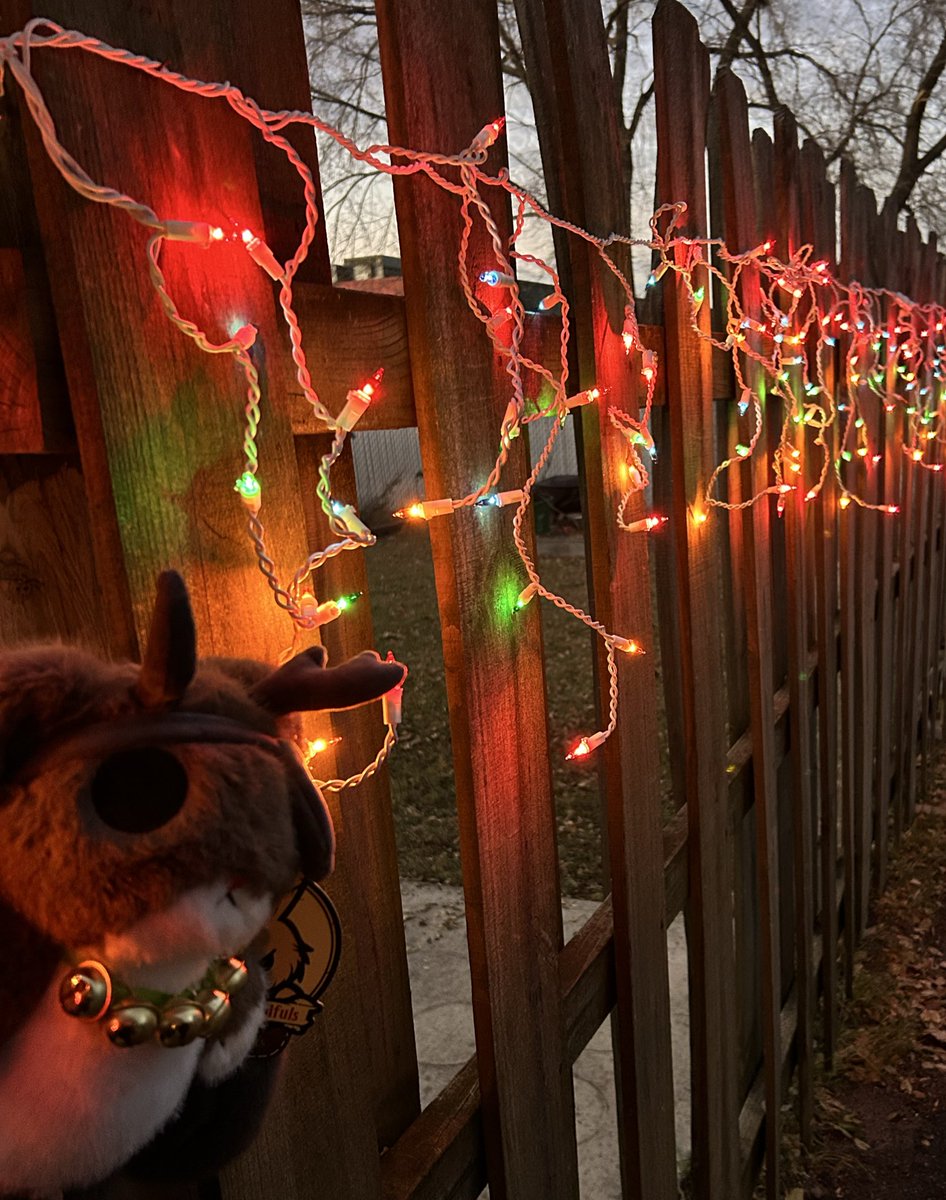 cloudfox17's tweet image. Frostbite decided to help put up the Christmas lights since the weather was so nice. Snow is coming this week so it was a good day to be outside. He is a good companion for decorating. 

@PlushieDreadful 
#plushiedreadful