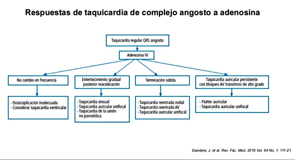 Nelson Polo Taborda tweet media